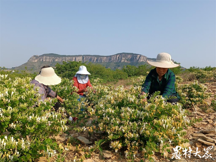 視頻｜“沂蒙明珠”九間棚，過上共同富裕好日子